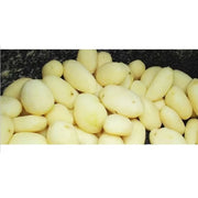 CP-20 floor-standing commercial potato peeling machine